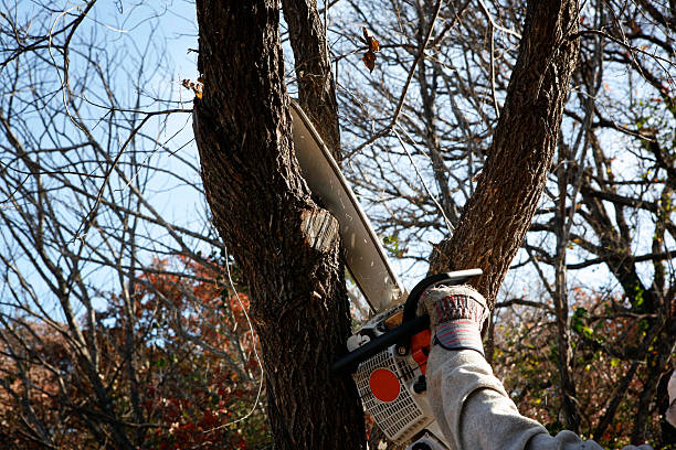 Best Seasonal Cleanup (Spring/Fall)  in Matteson, IL