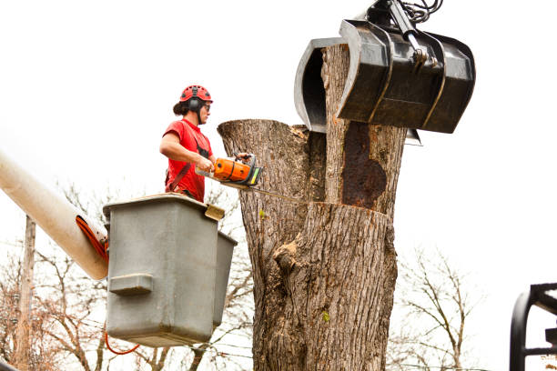Seasonal Cleanup (Spring/Fall) in Matteson, IL